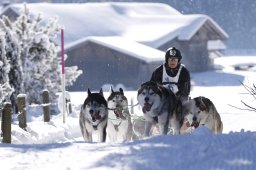 Lenk 2013